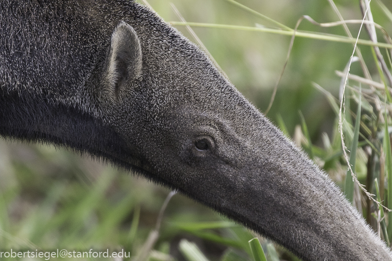 anteater